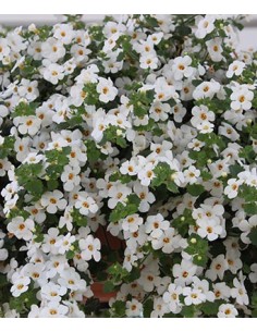 Hummingbird - Vector graphics