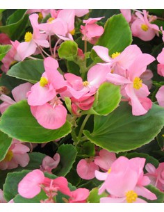 Mountain fox - Vector graphics