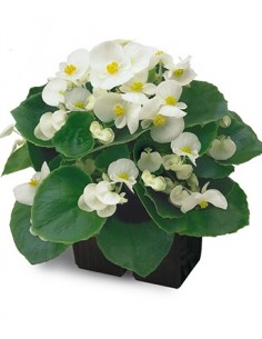 Brown bear - Vector graphics