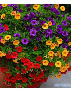 Mountain fox notebook